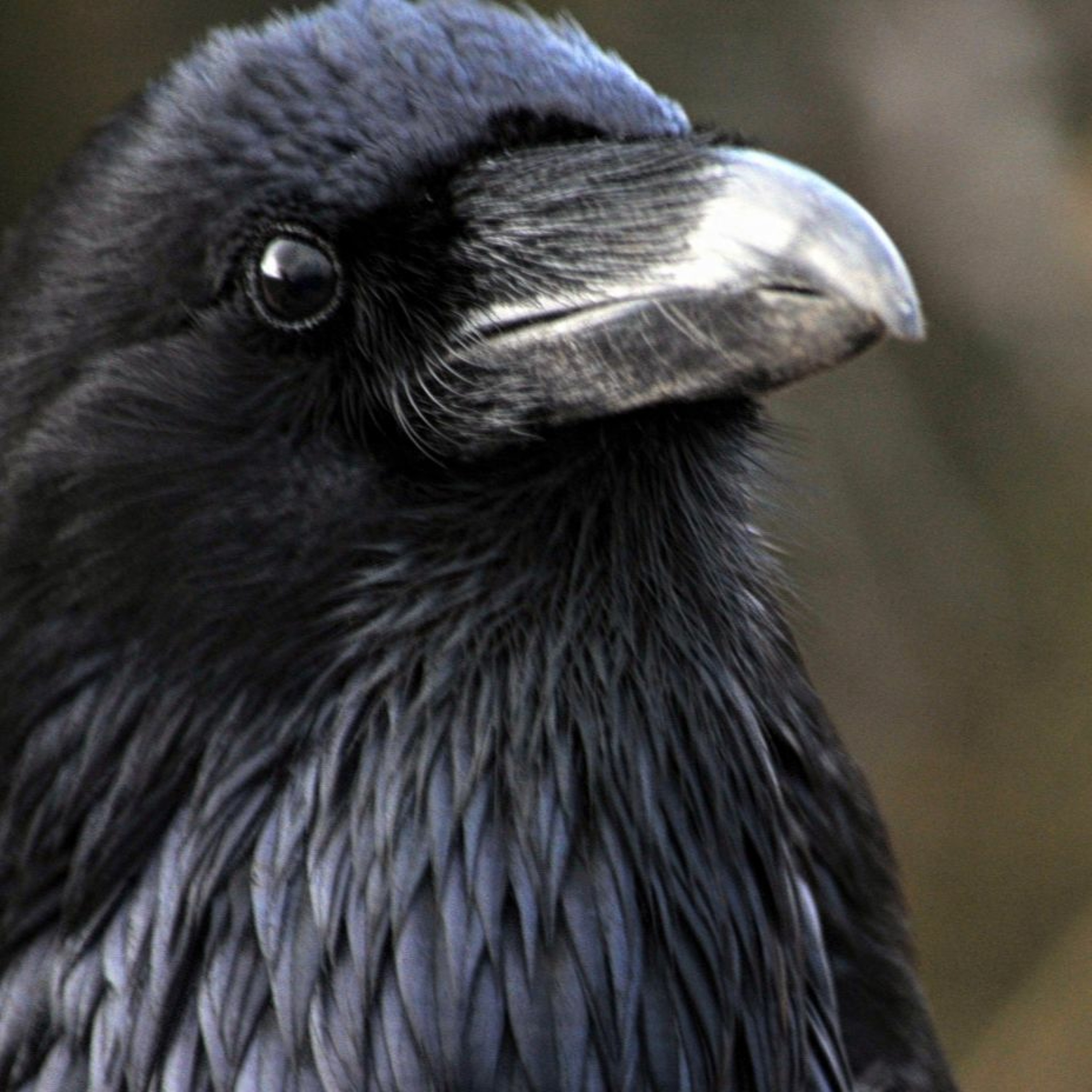 Raven Fenbahn