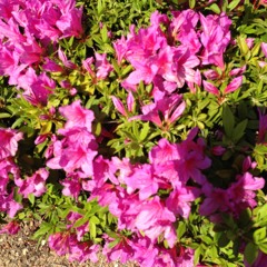 azalea