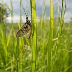 Grassy Green - 草青