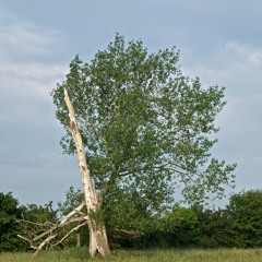 Wink'sMeadowPoplarRustle19jun2016