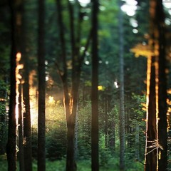 Forest.....by drunken instruments ft. lemonade