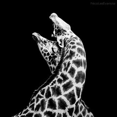 The YellowHeads - Dark Matter