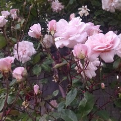 Ceremony (New Order Cover)