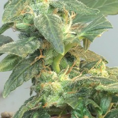 Soul Boombap - On Wheels (K.S.O)