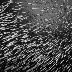 The Revenge of Sardines - June 2016
