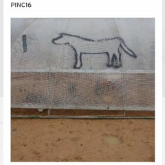 PINC16