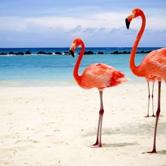 Pink Flamingo - SASH Cover