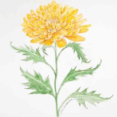 Corney Drew's - Hornpipe