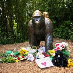 RIP 2 Cincy Gorilla