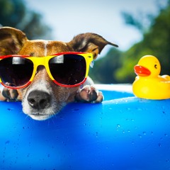 Summer Playlist