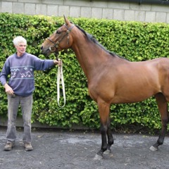 Derby Sale Lot 132: Another Gold Cup pedigree on offer. . .