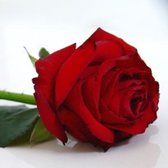 R.A.P. (Rose for A Penny)