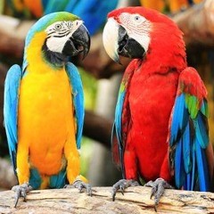Icaro de los Pajaros
