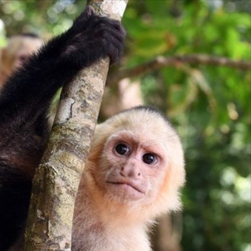 Monkey Teachers