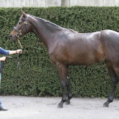 "I hope he goes on to be as good as he is good looking" - Frannie Woods on his €235k sale