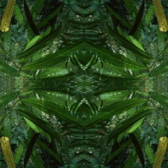 Swampy Zone (137 E-D)