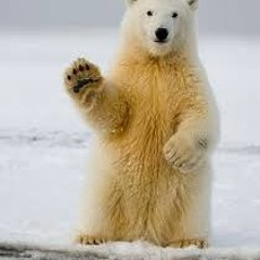 Polar Bears