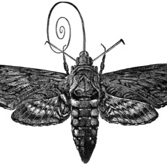 J.Doyle X Rock Moody - GOLD