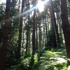 jausme - as griztu (live in the woods)with Nicole Collarbone