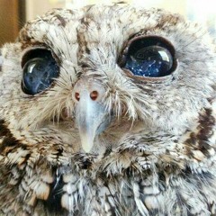 Creep (try na covahh w/ awaw)