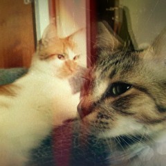 comida china  (andres calamaro)