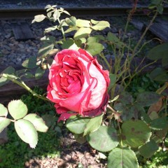 MinneHaHa Gtr'n'bassOnly