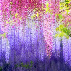 Japanese Flowers