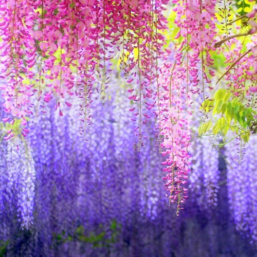Japanese Flowers