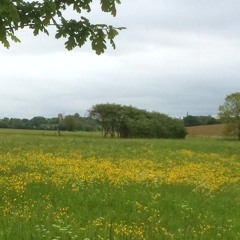 Humours of whiskey - Scottish folk tune