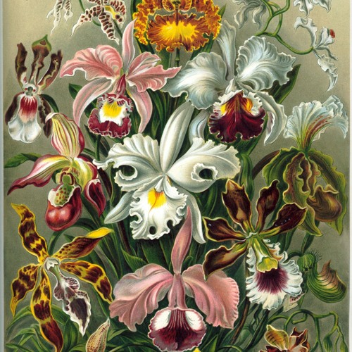 CatCave9 - Orchids (A Musical Longform)