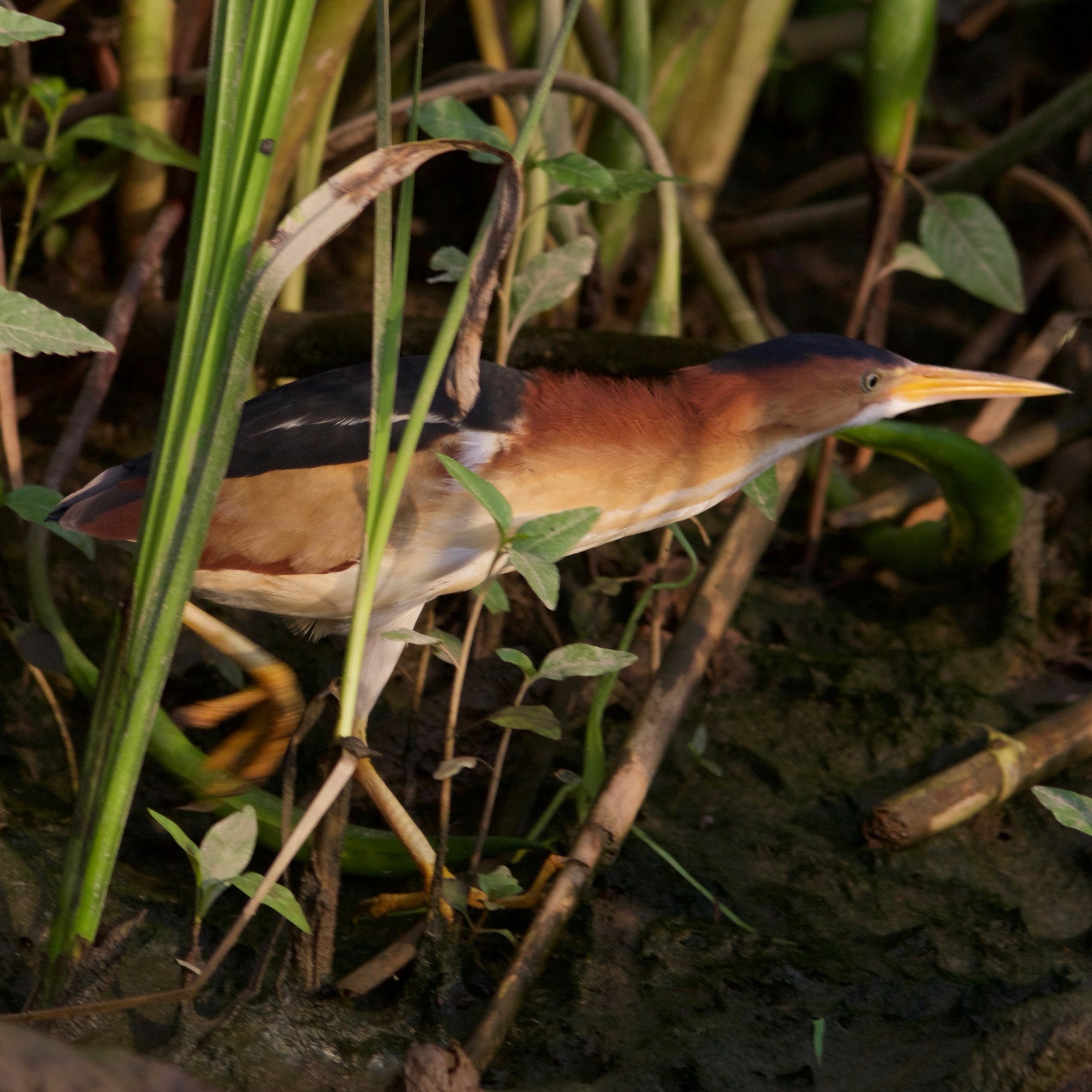 Least Bittern episode artwork