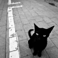 Cats & Drugs  /   V E N D I D A