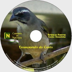 AMOSTRA TRINCA FERRO - CANTO  ROQUINHO