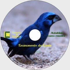 AMOSTRA DO AZULÃO CANTO CLÁSSICO