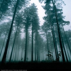 Saturnus - Forest Of Insomnia