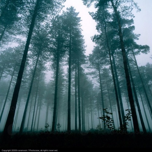 Saturnus - Forest Of Insomnia