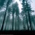 Artwork for Saturnus - Forest Of Insomnia
