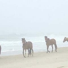 Hysterical Equestrian (pony x wild horses mashup)Served by CHef Horus and Blvck Chrxs