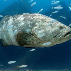 xKnil - Goliath Grouper