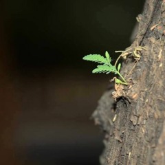 غصنُ روحي