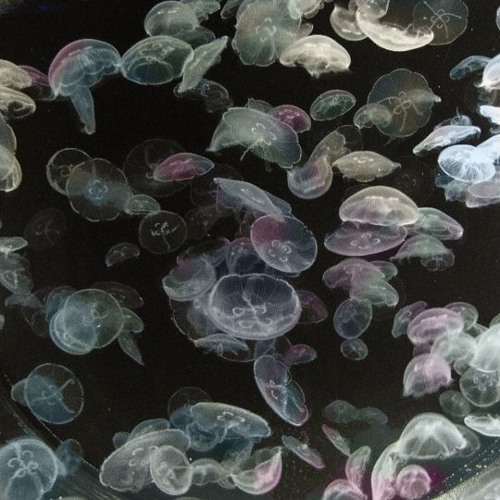 Fox Opera - Fox Opera (2010)