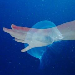 Analogue animals in BLUE - dance film soundtrack by mila chiral
