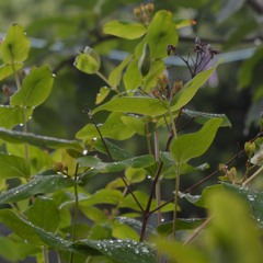 Transmitted Vibration