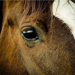 Into the horse's den