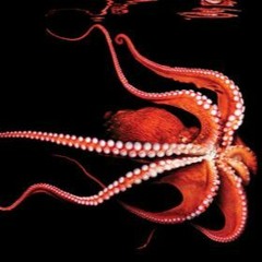 Stream Crimson Octopus Society music | Listen to songs