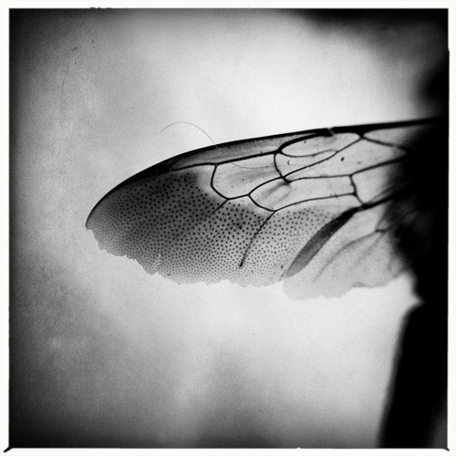 REWILDING - Butterfly's March