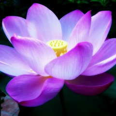 Flor De Loto - Pablo Rojas(Cover Héroes del Silencio)