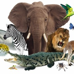 Animals Mix Series
