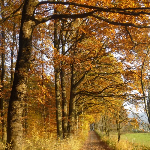 Relaxing music for Meditation with birds from the Spessart Forest ( Short Version)