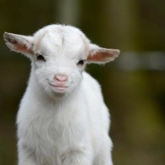 Goat